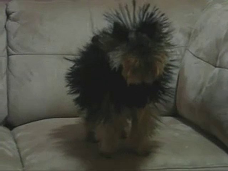 Permanente...canina!!!