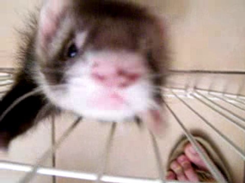 Nessa la Pestouille A DOOOOOOOOOOOOOONF !!!!