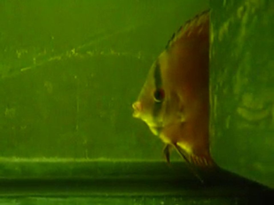 discus brun malade 12 aout