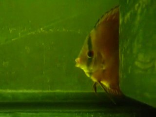 discus brun malade 12 aout