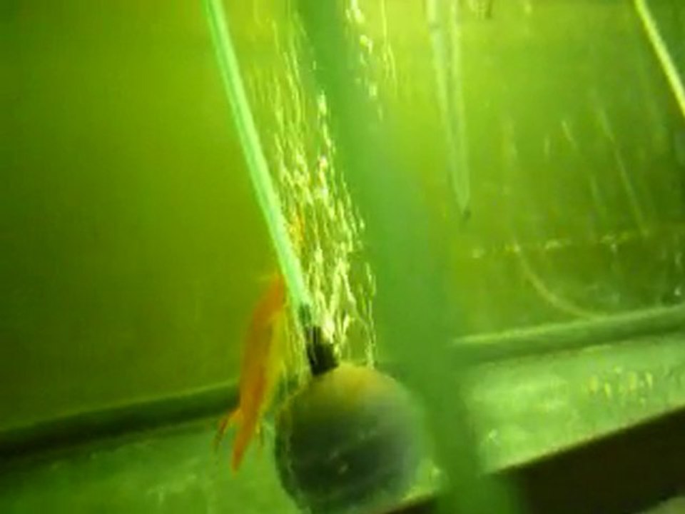 discus brun malade 12 aout 2