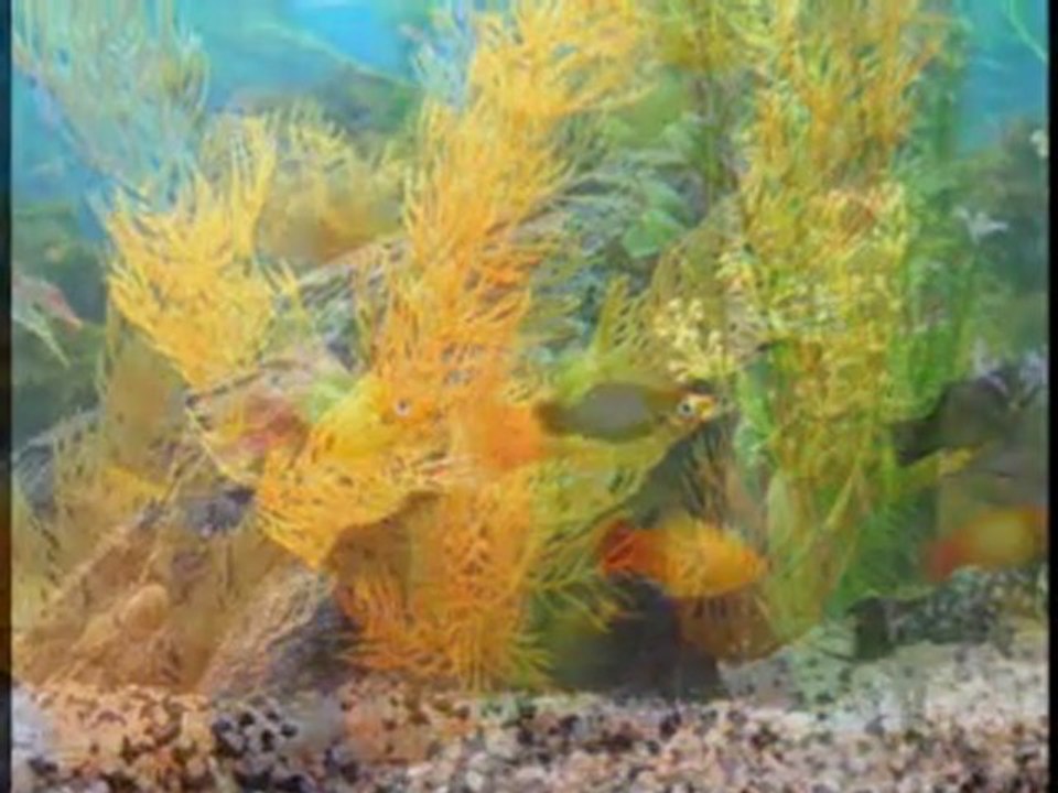 Fishwars