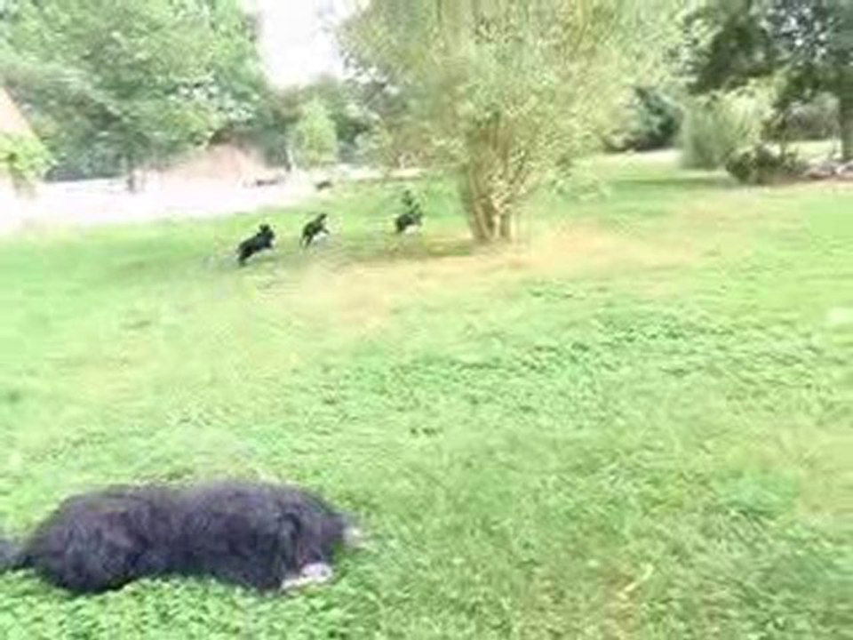 Chiots et adultes Serra de Aires