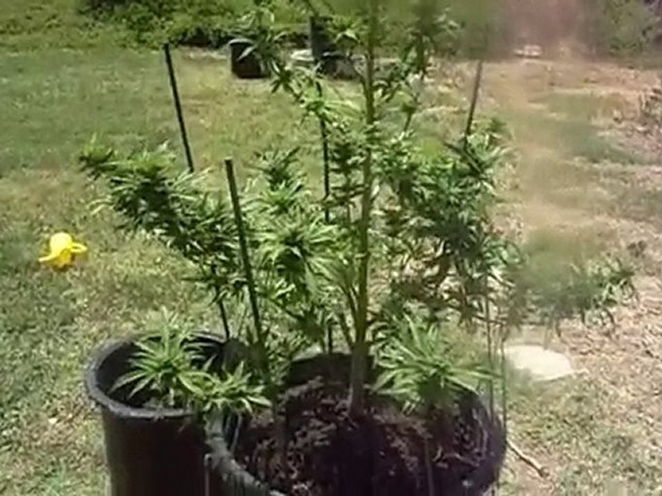 Super Cropping Cannabis #4