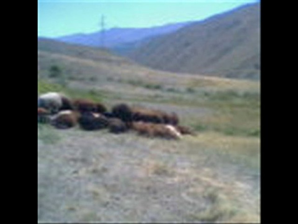 seyh zahir Teyre Xerib - Bedevê