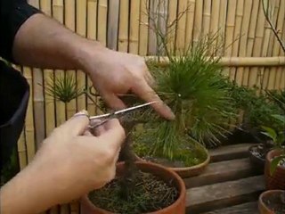 Japanese Black Pine Bonsai.  盆栽黒松