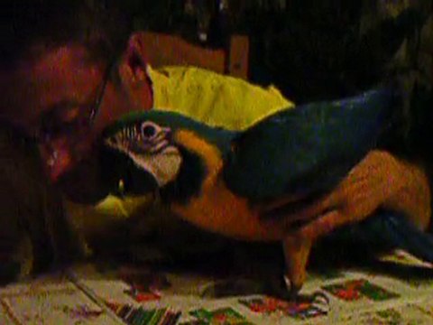perroquet ara ararauna windy