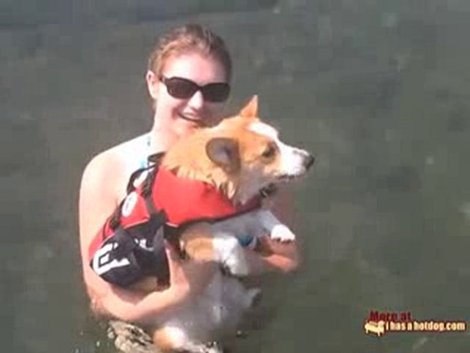Corgi Belly Flop