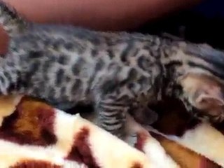 Bébé - Chaton Bengal T1 FARO TweeCat