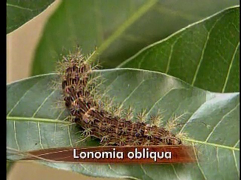Taturana