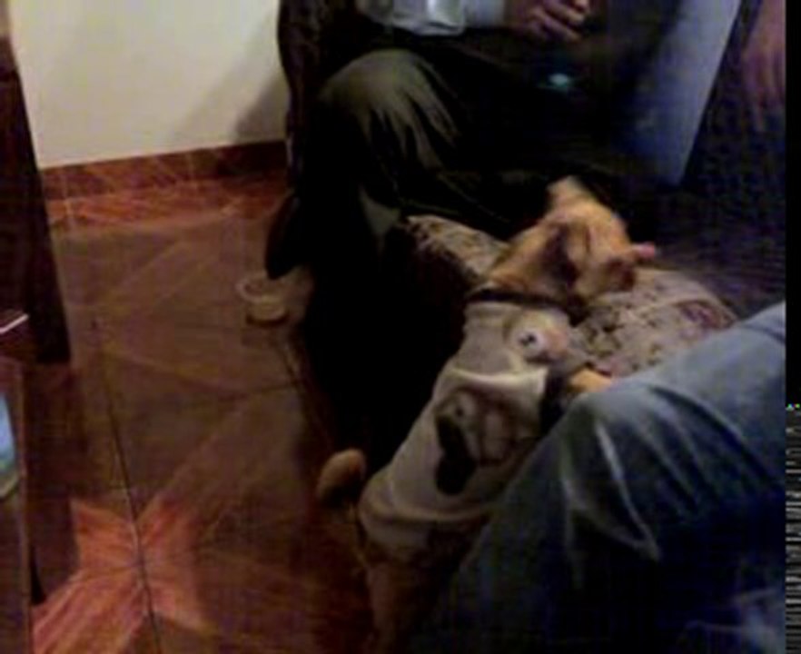 PERRO BORRACHO 2