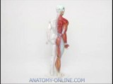 Anatomie Modell Akupunktur