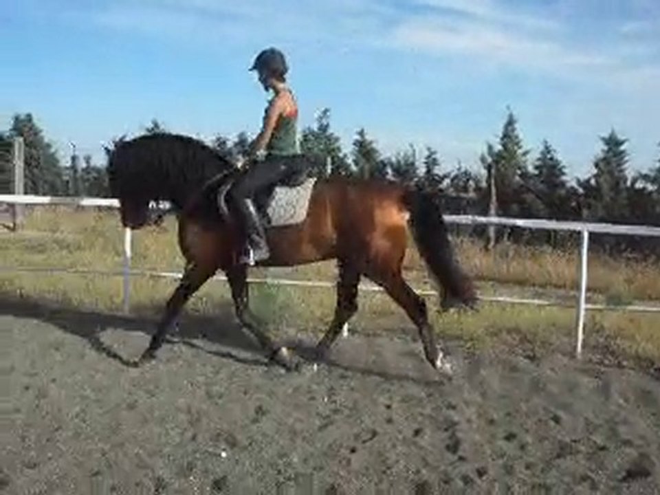 DOMA CABALLO HIPICA VENTA LA CAROLINA