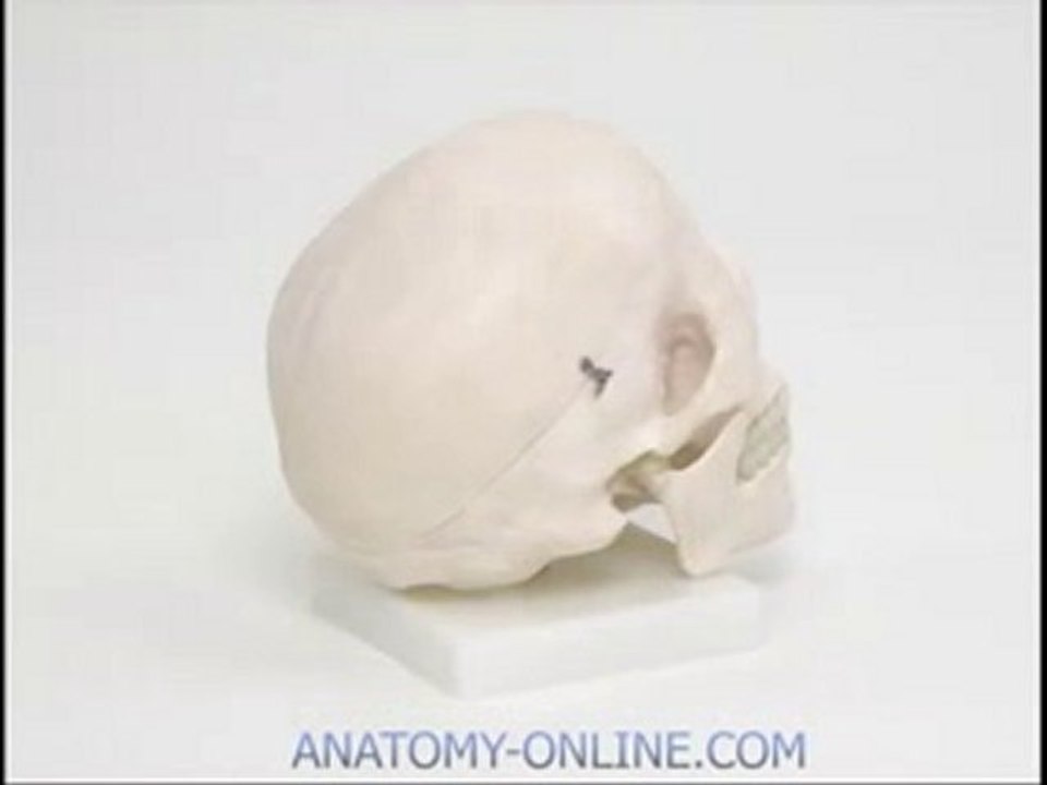 Schädel Modell von www.anatomy-online.com