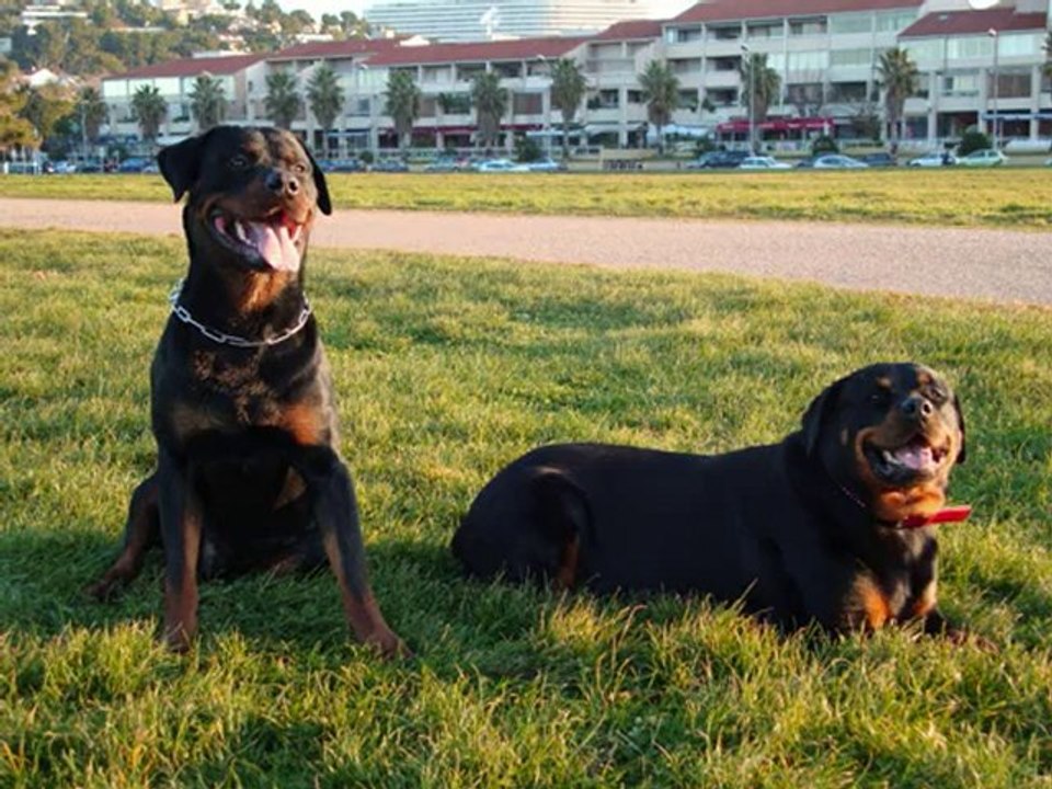 mes amours de rottlover_0001