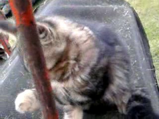 mon chat avec son oeil