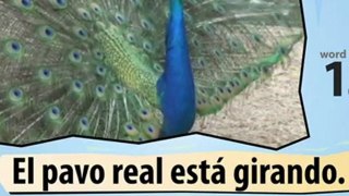 Learn Spanish with Video - Insects