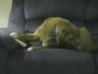 dog eats its own leg