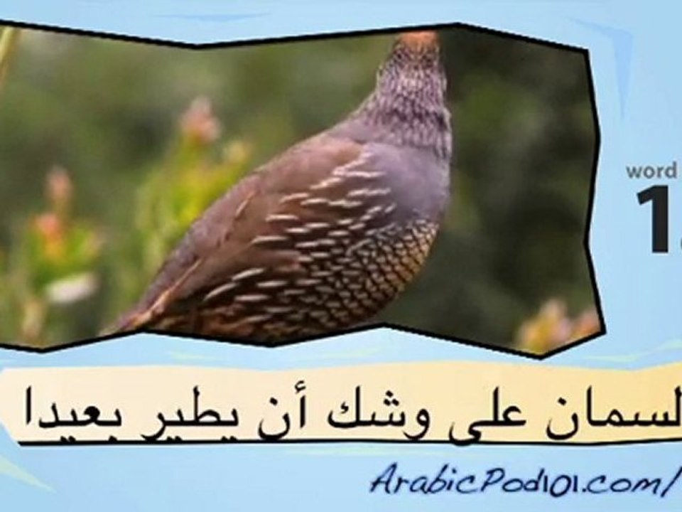 Learn Arabic with Video – Birds 2