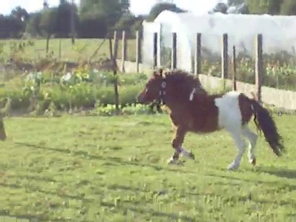 Hoppy poney sauvage qui a tout à apprendre.