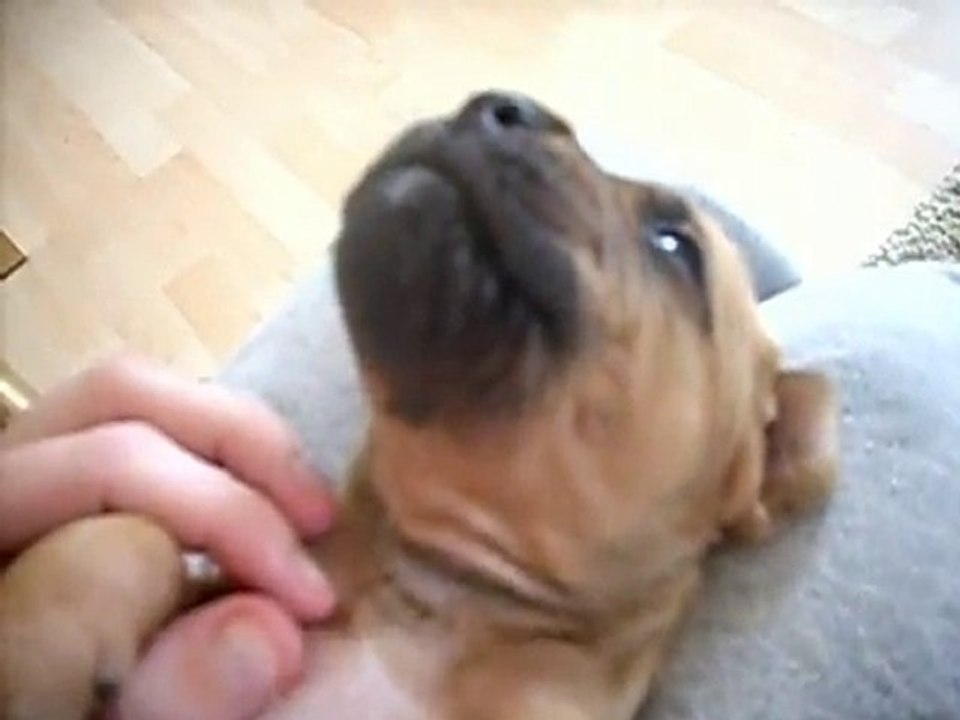 Speaking puppy