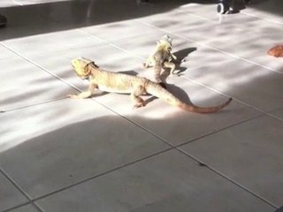 Un jeune Pogona découvre un autre Pogona