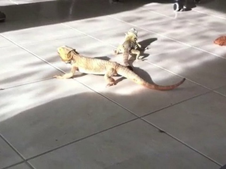 Un jeune Pogona découvre un autre Pogona