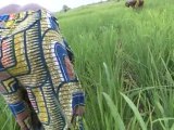 Togo: des agriculteurs encouragés à cultiver du riz africain