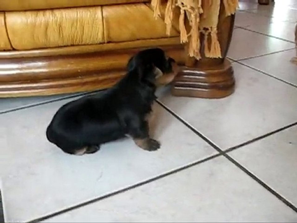 Finnian & Faolan Yorkshires (26j)