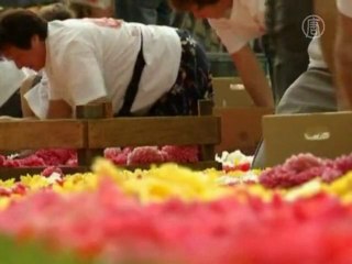 800 тысяч бегоний украсили сердце Брюсселя