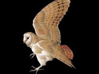 ❤☸☸❤chant d'oiseaux❤☸☸❤.