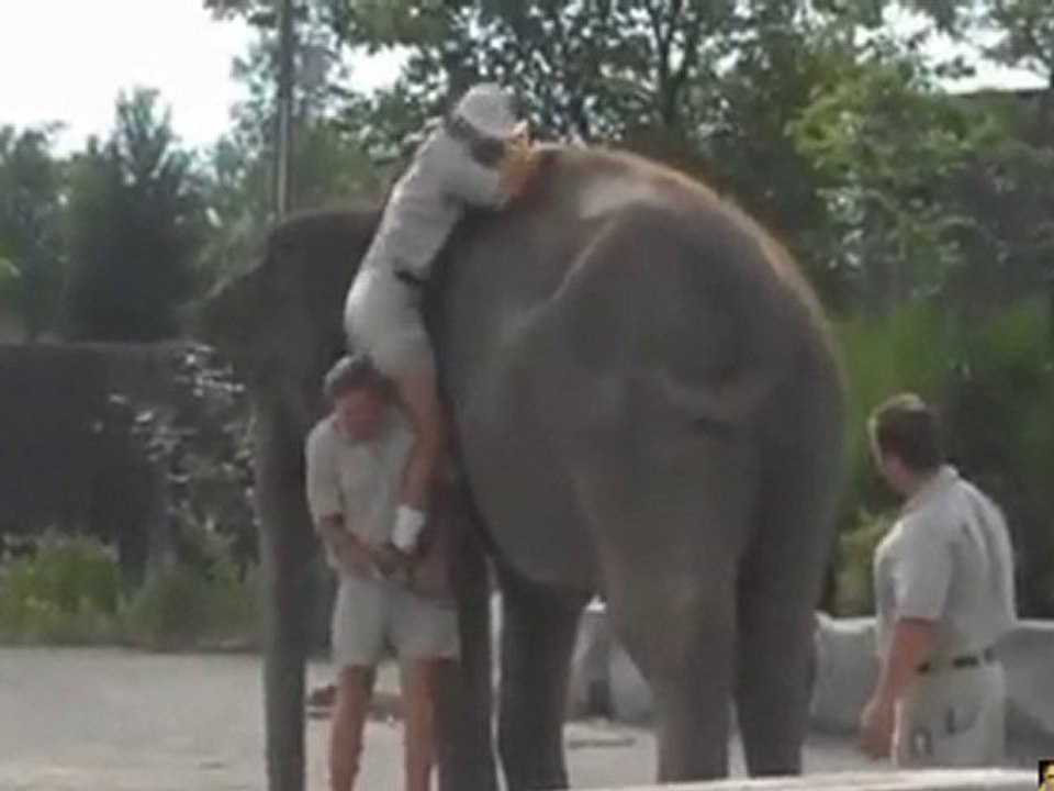 How to not ride an elephant