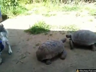 Combat de Tortues EPIQUE!