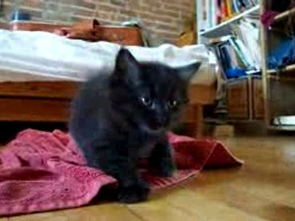 chatons trop mignon !!