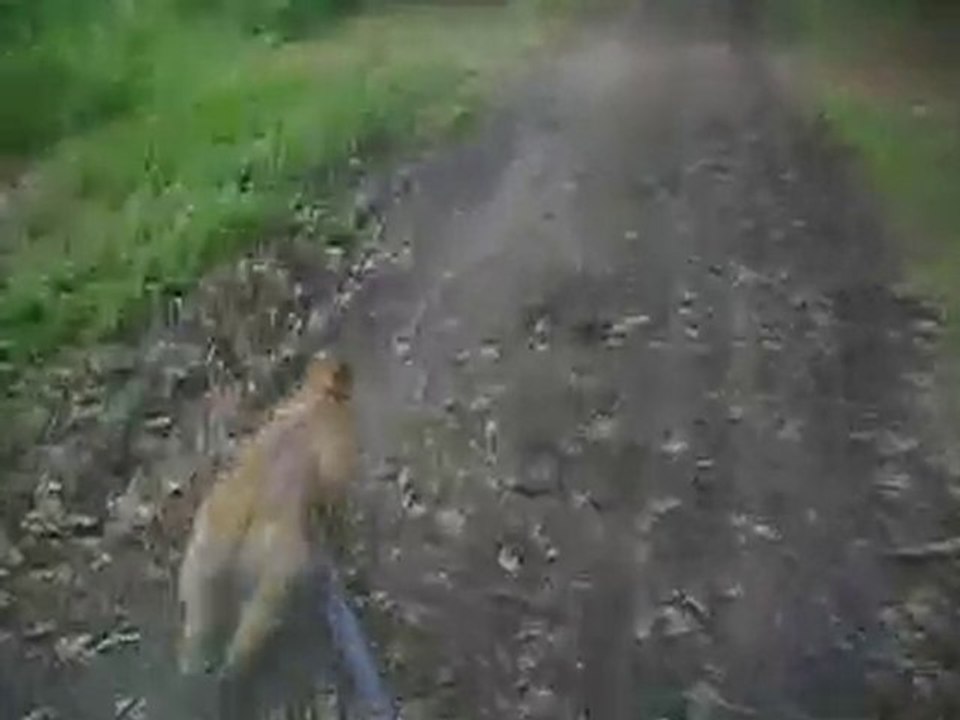 Cani VTT avec un Cairn Terrier