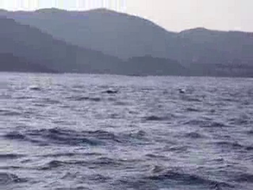 dauphins 1