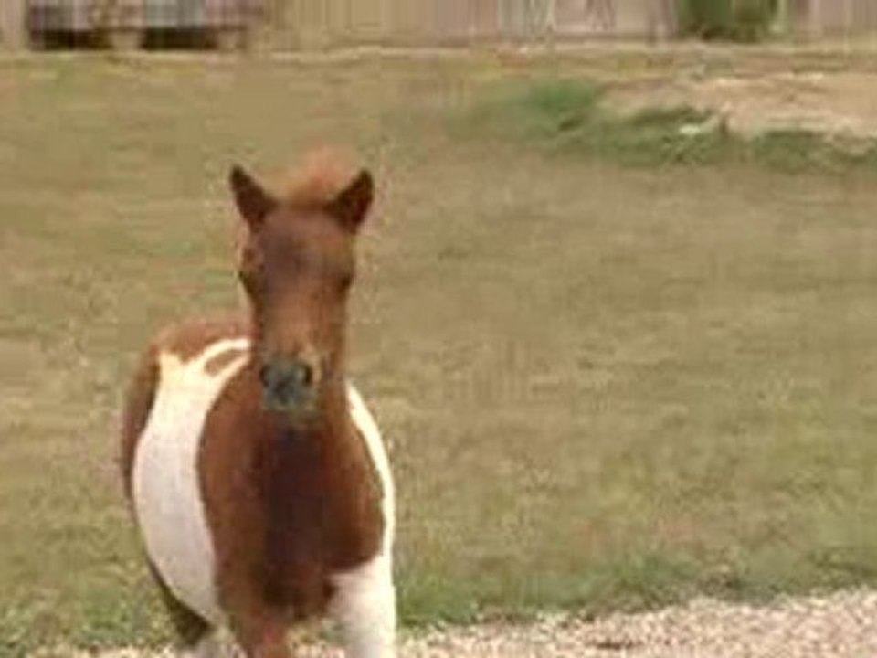 Poulains Haras du Pin