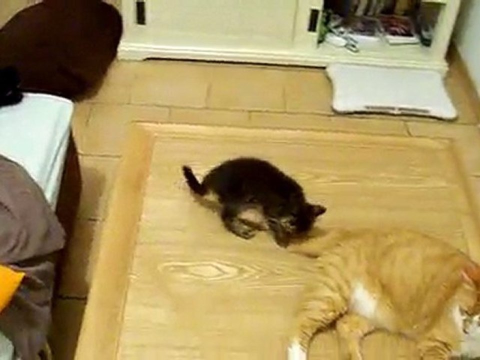 Quart d'heure de folie des chatons