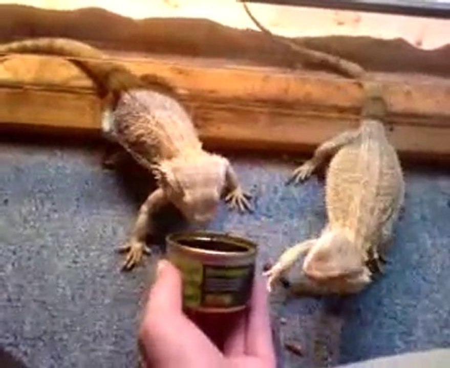 pogona et les conserves....