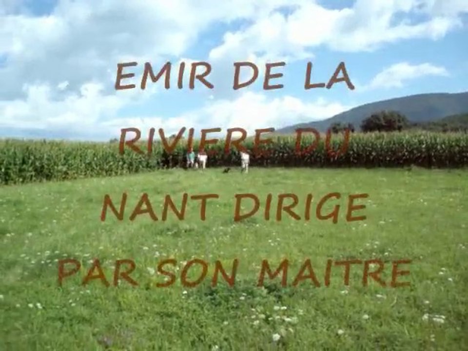 NOS EPAGNEULS DE SAINT USUGE A L ENTRAINEMENT