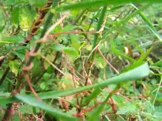 Grande Cuscute, Cheveux du Diable, Cheveux de Vénus, Epithym