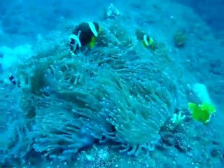 Poissons clown dans anémone.MP4
