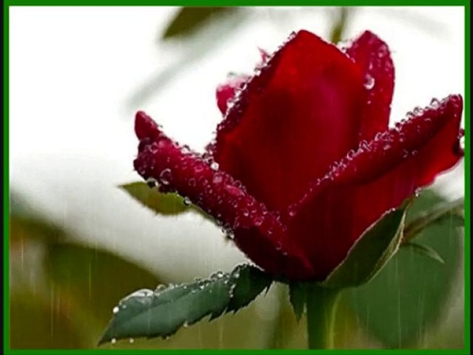 Yağmur-Taner Yüncüoğlu