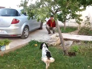 MOV05299 setter naz eğitim videosu