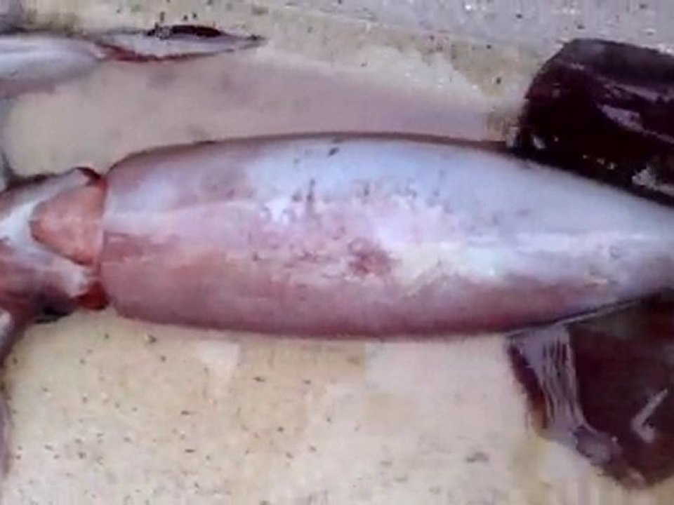 Tintenfisch römsdal norwegen