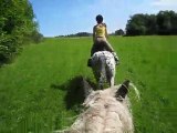 Petit galop dans les prés