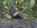 singes et noix de coco