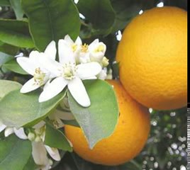 tadı yok sensiz geçen