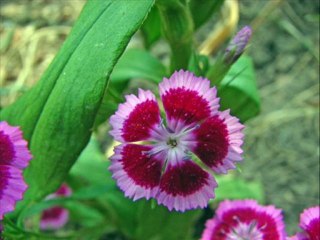 Nil Burak- Her aşktan bir şarkı kaldı