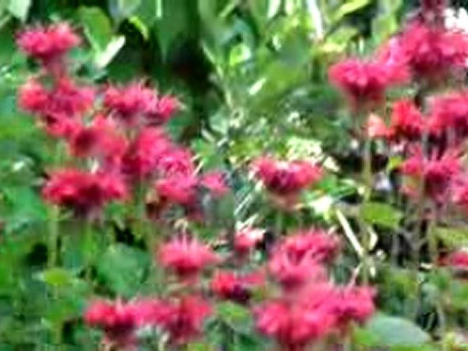 Colibri du jardin de Métis (QC)